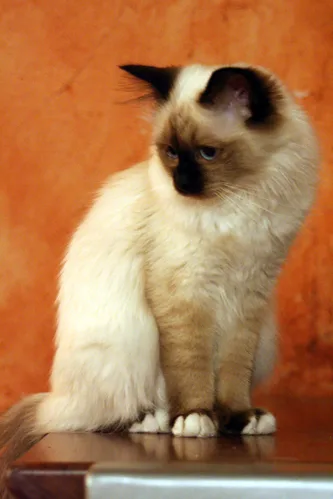 Birman 5