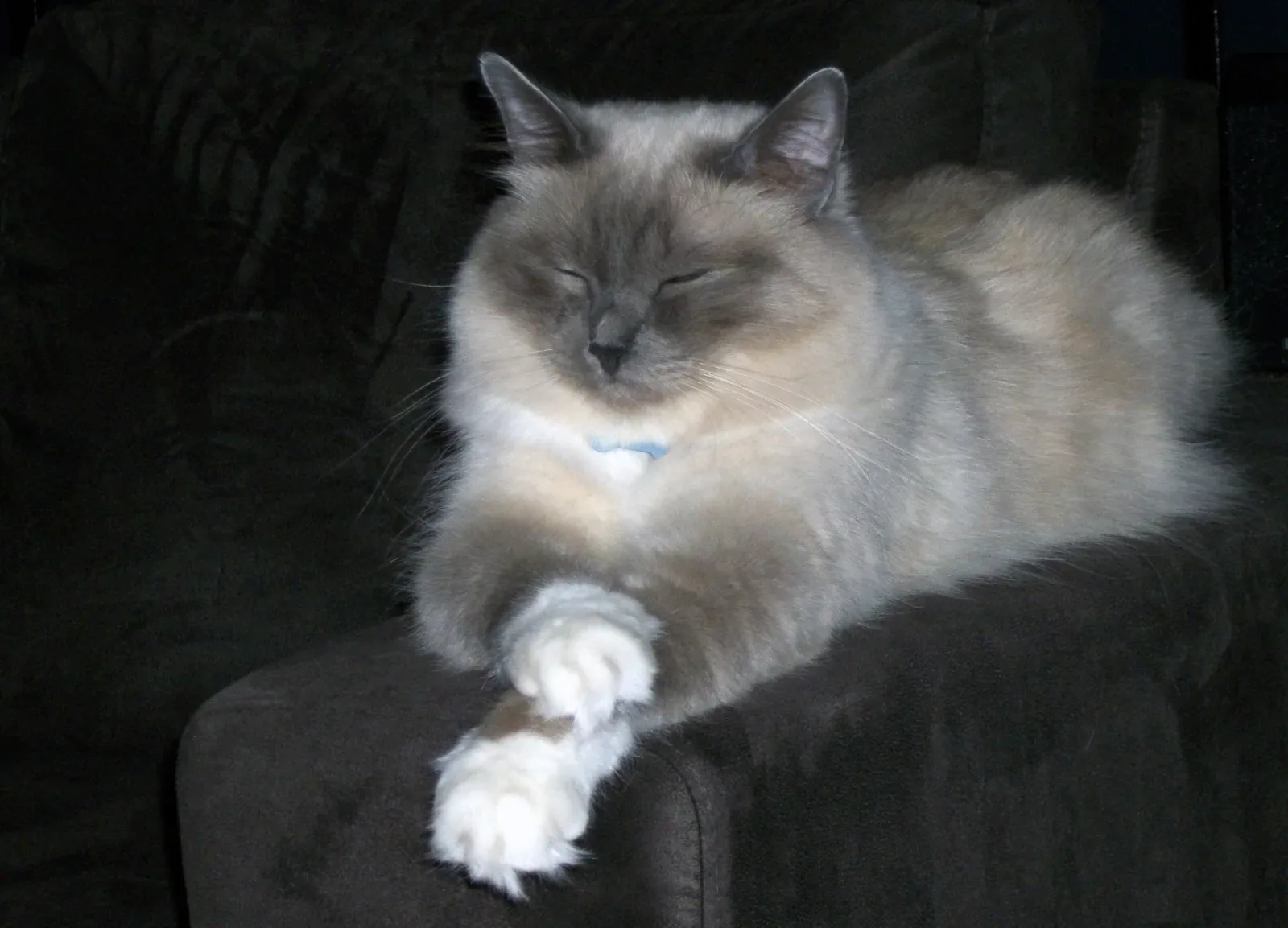 Birman 6