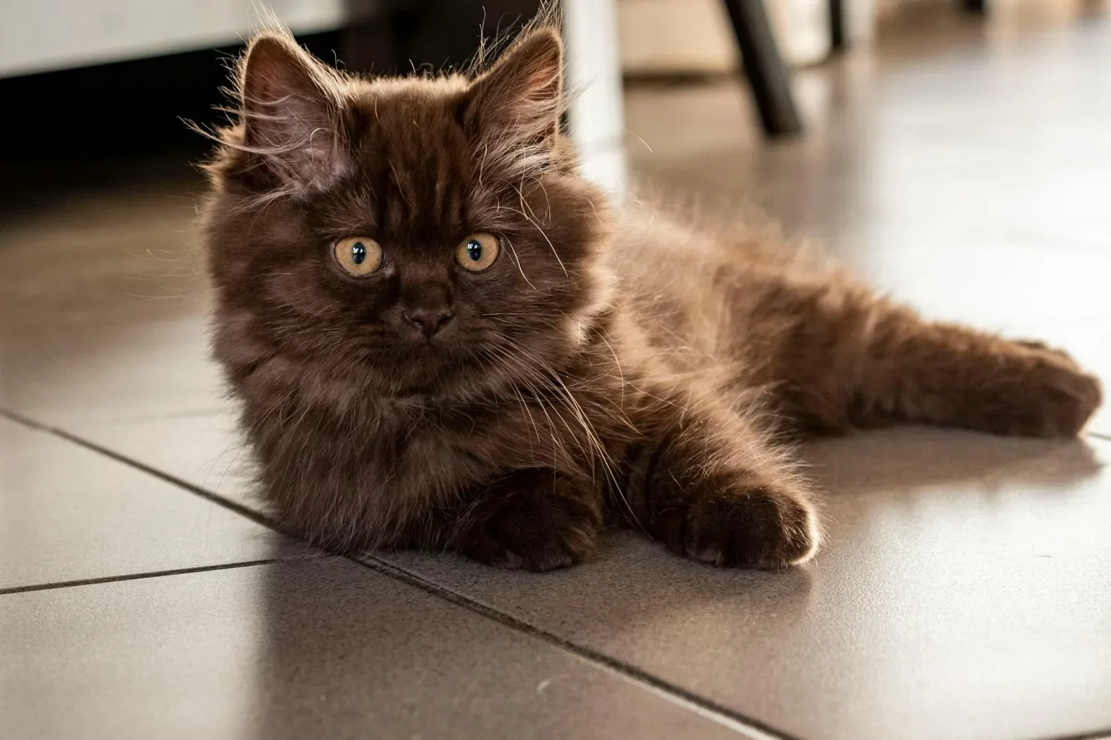 British Longhair