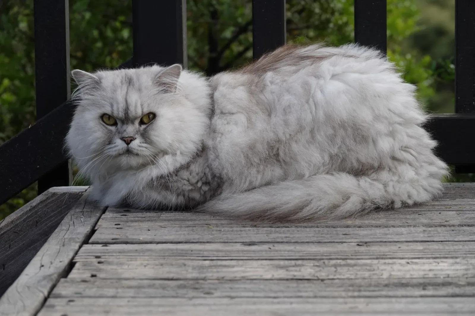 British Longhair 10