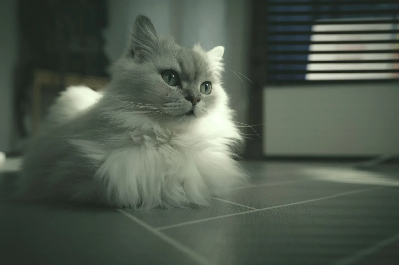 British Longhair 2
