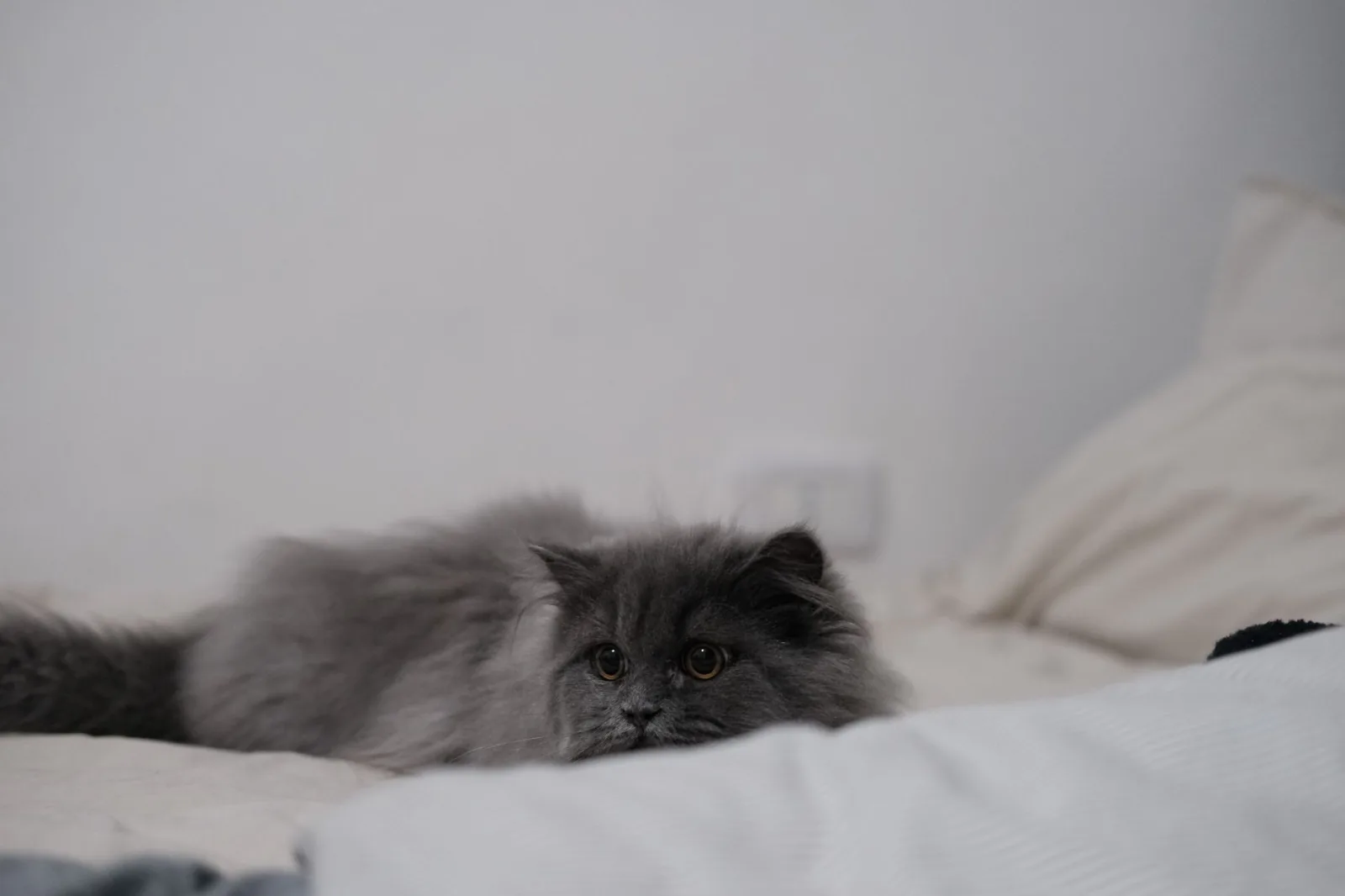 British Longhair 4
