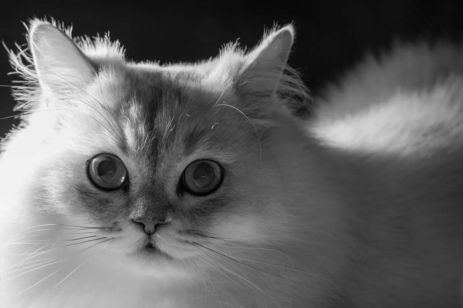 British Longhair 5