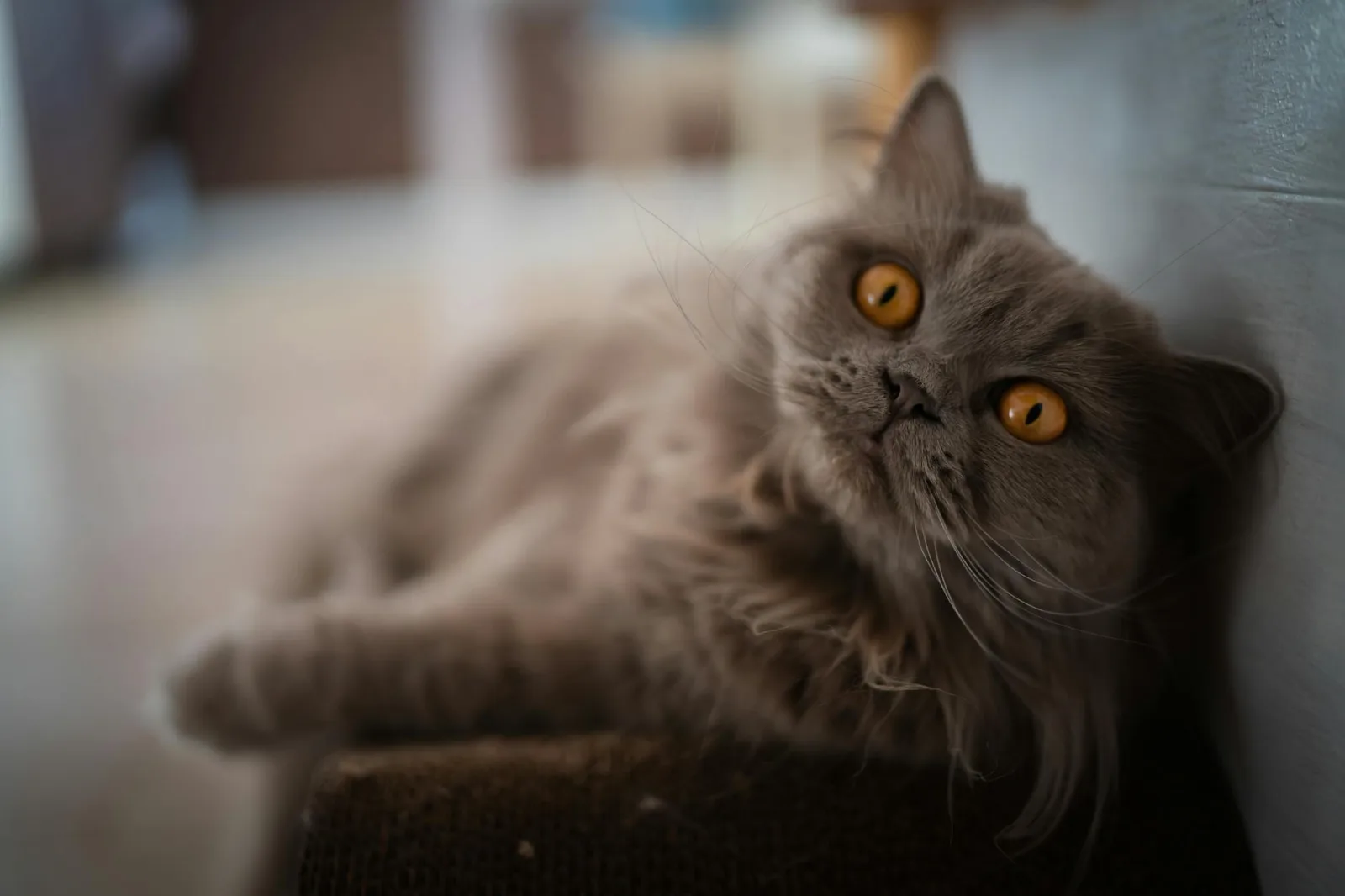 British Longhair 6