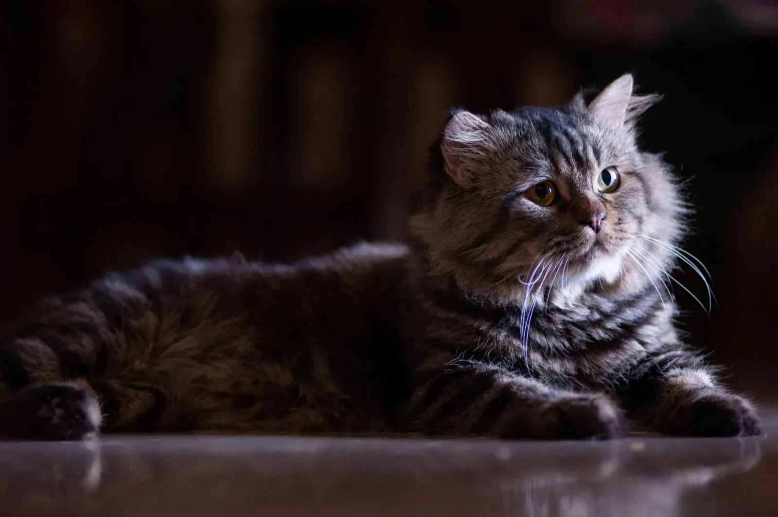 British Longhair 7