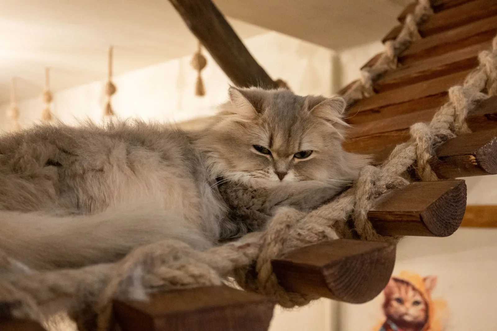 British Longhair 8