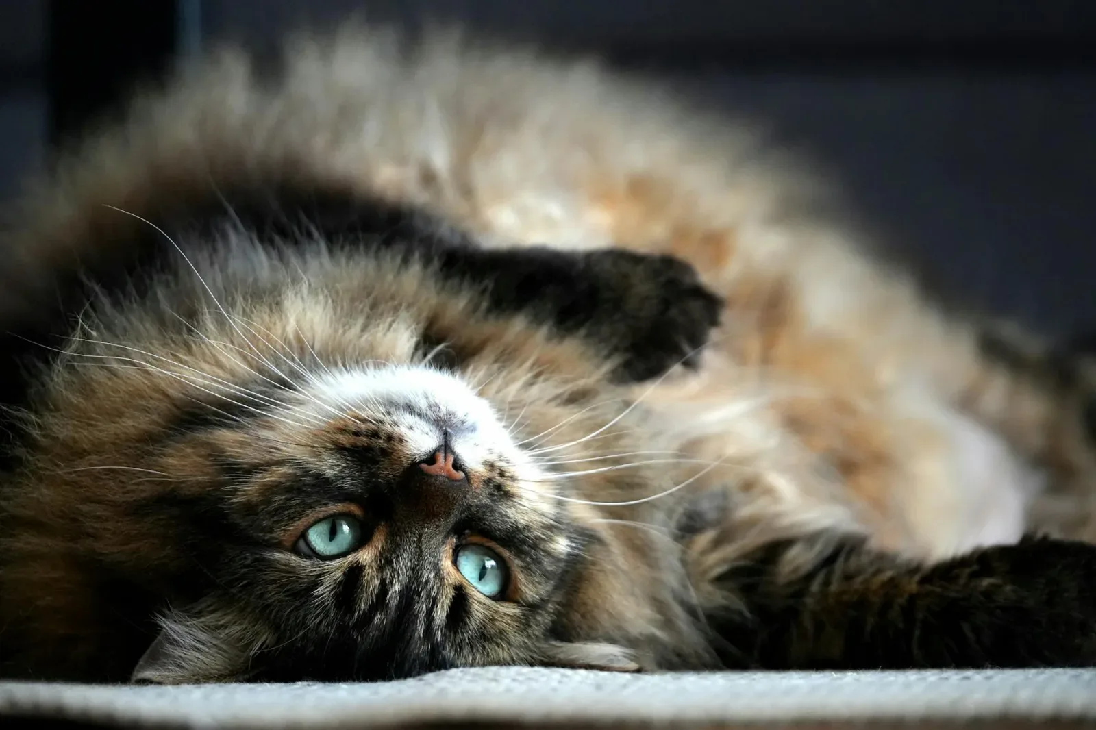 British Longhair 9