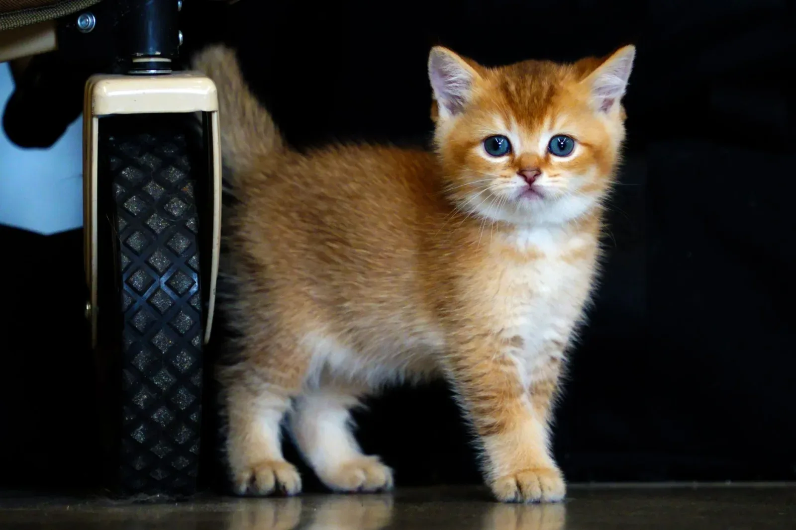 British Shorthair 1
