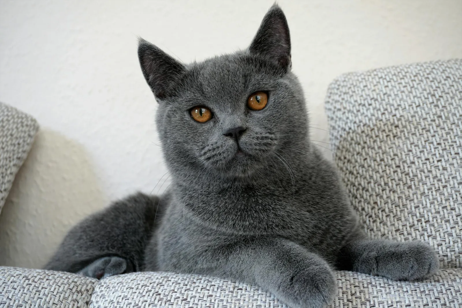 British Shorthair 2