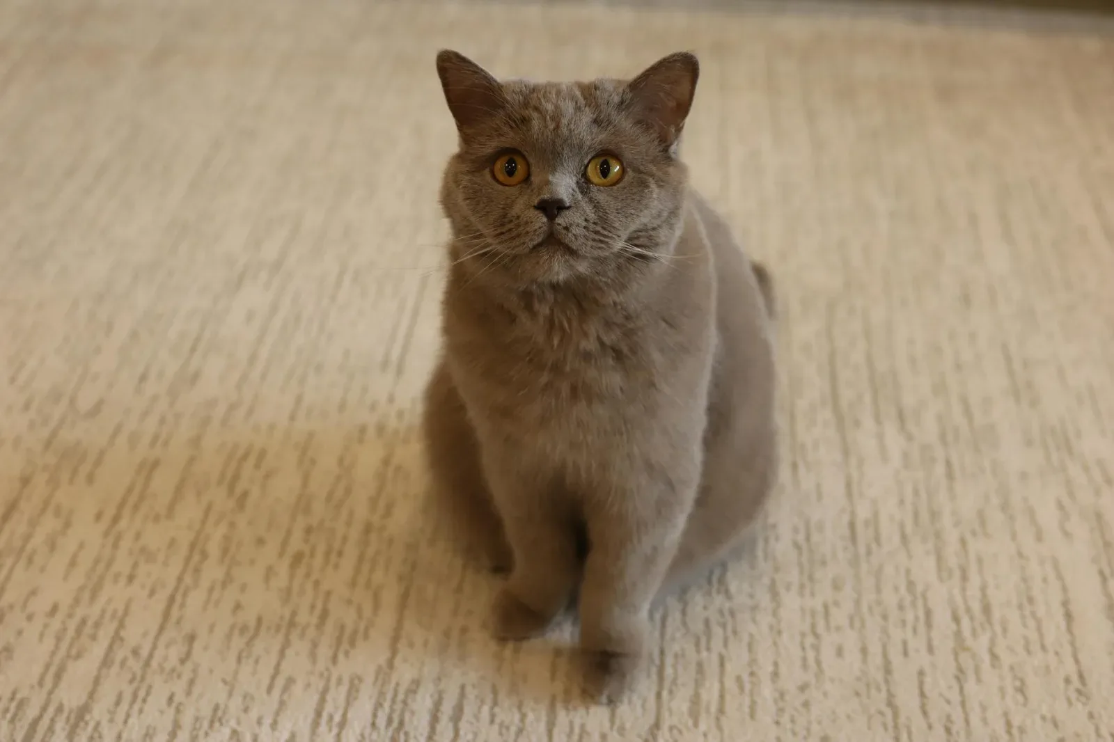 British Shorthair 3