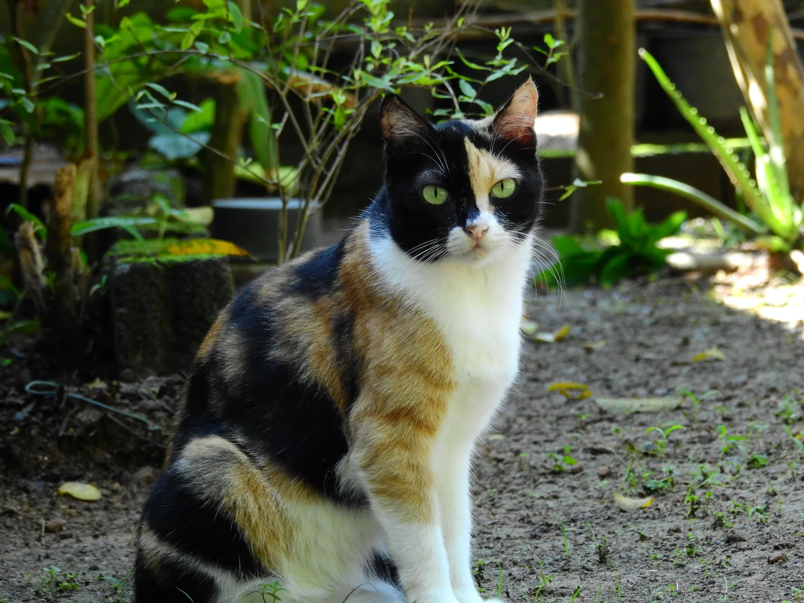 British Shorthair 4
