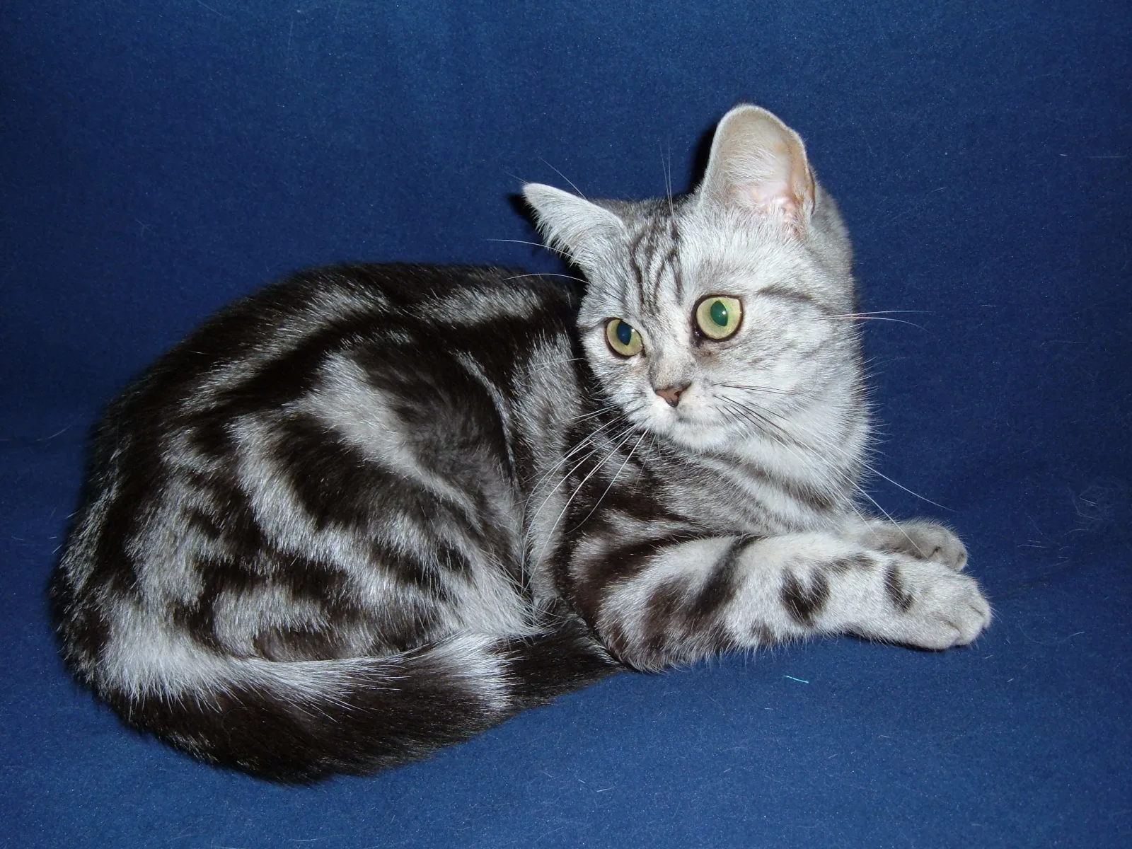British Shorthair 5