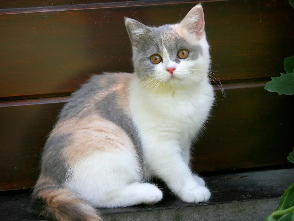 British Shorthair 6