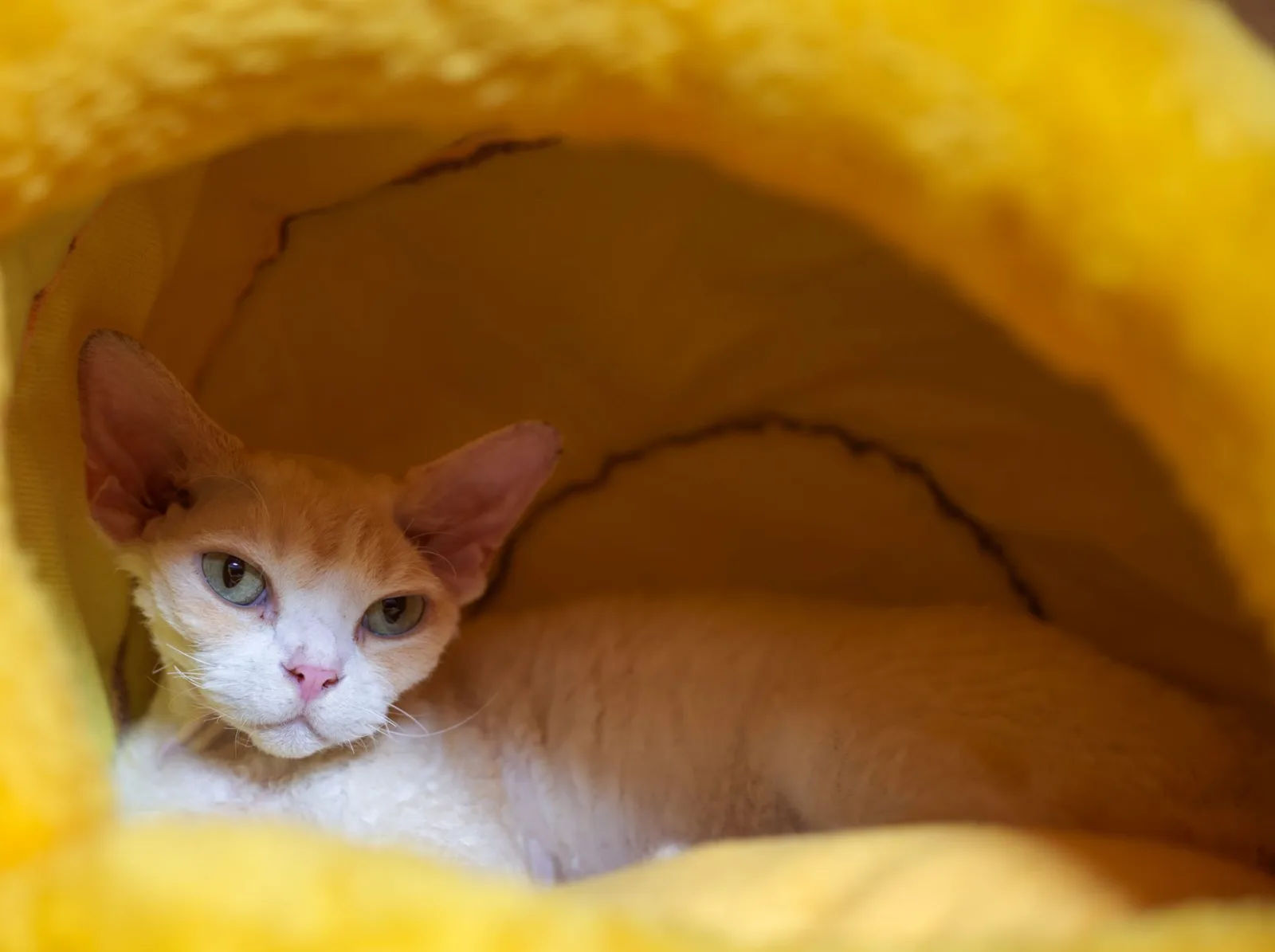Cornish Rex 10