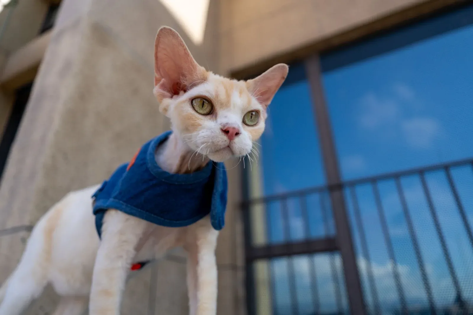 Cornish Rex 3