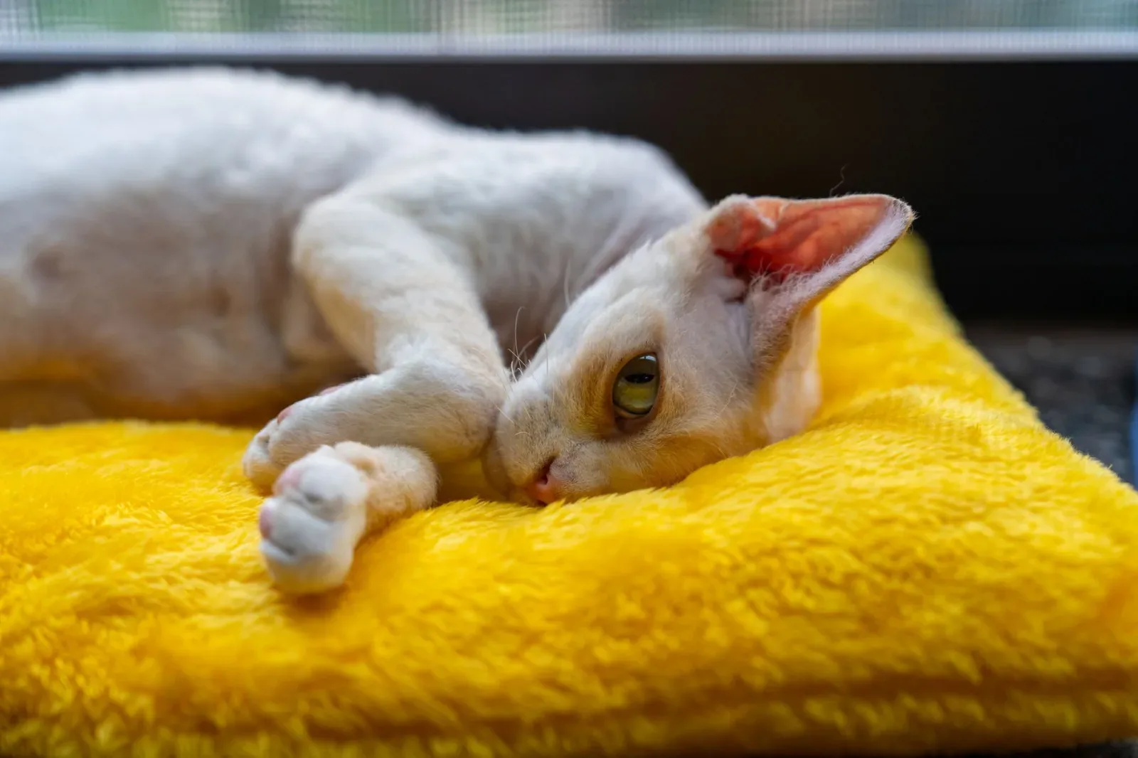 Cornish Rex 4