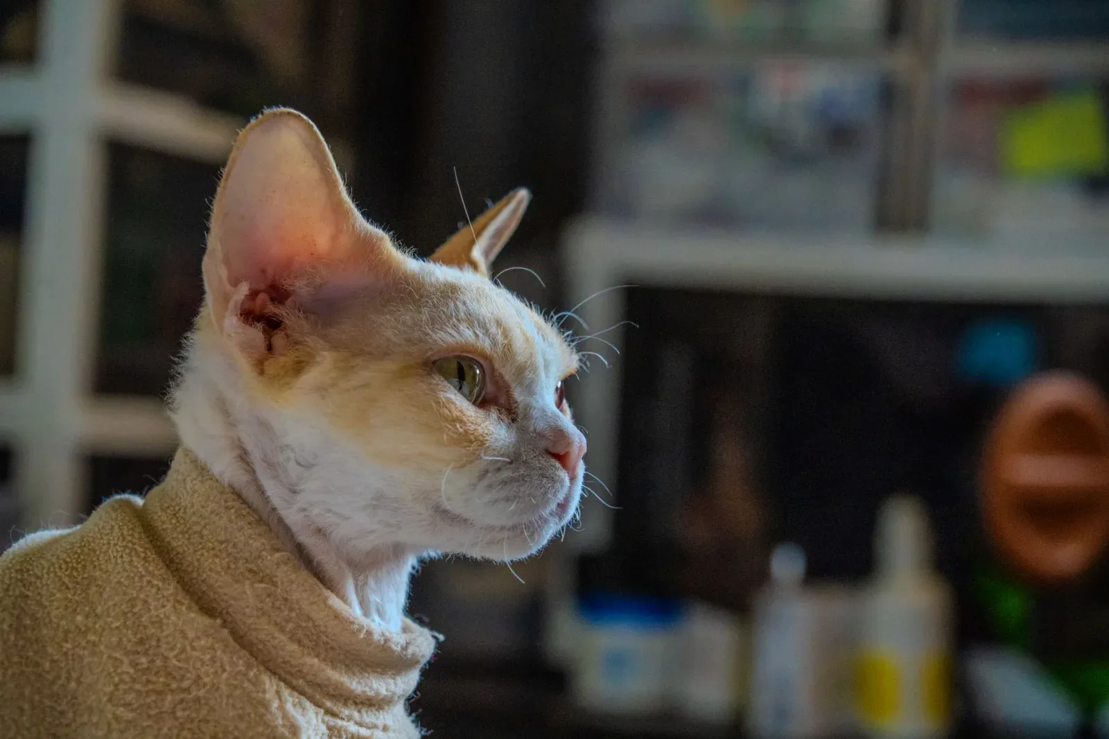 Cornish Rex 5