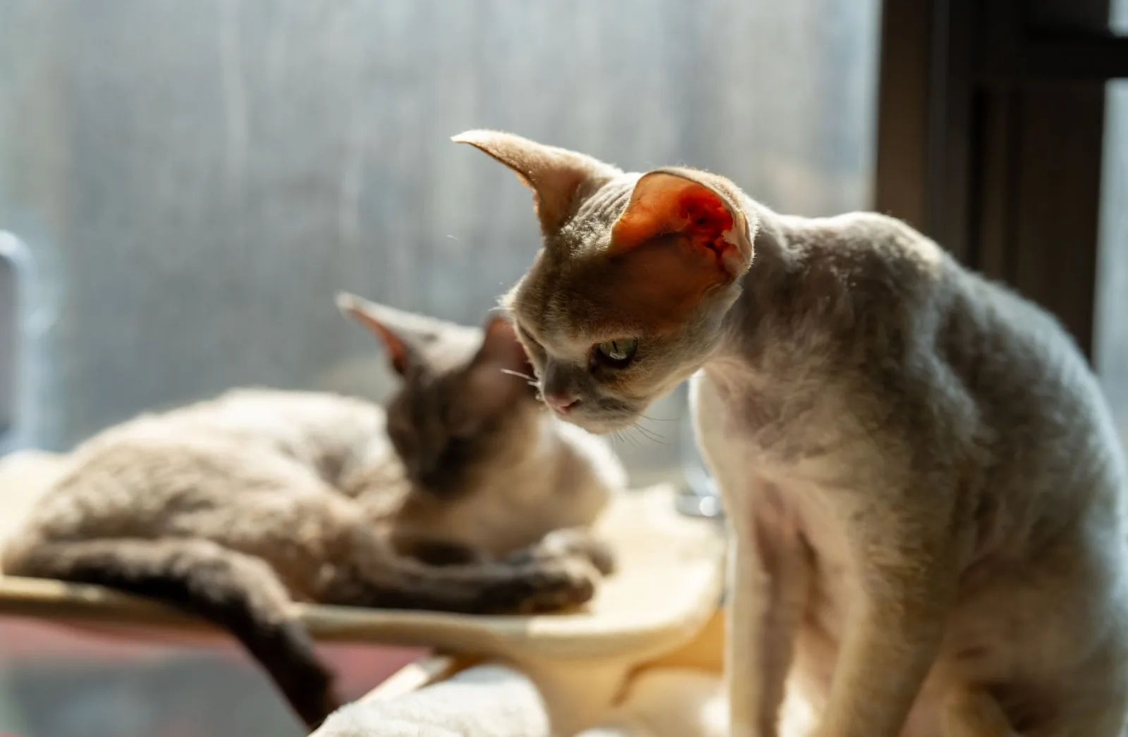Cornish Rex 8