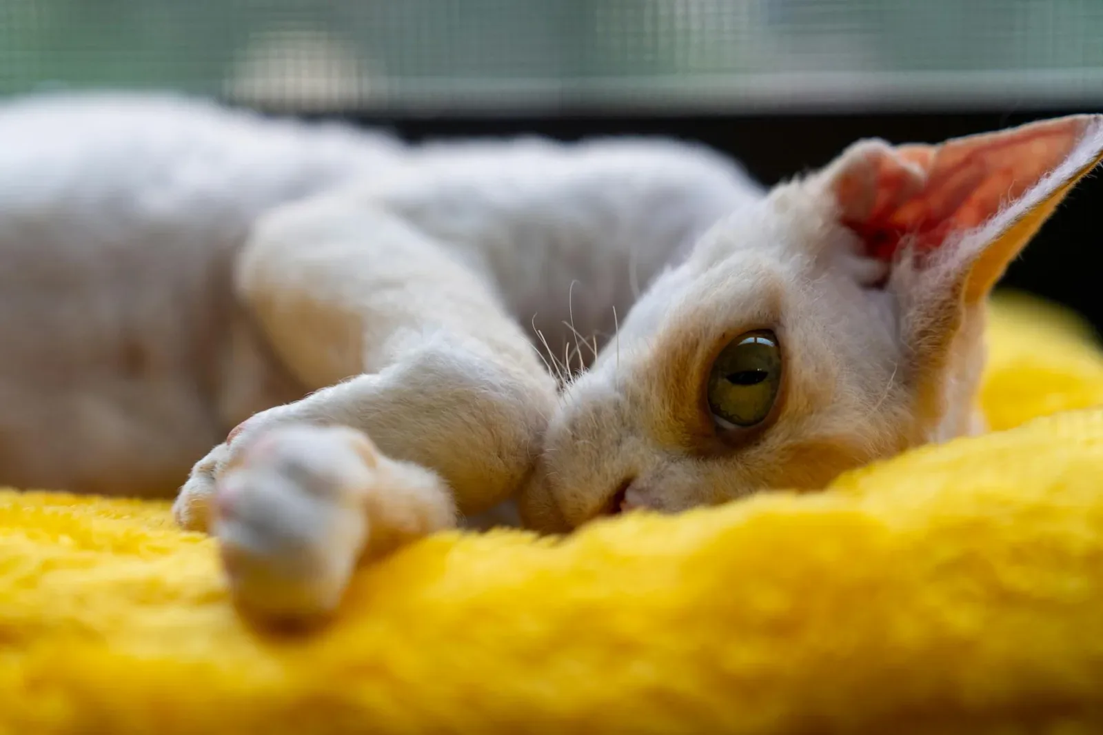 Cornish Rex 9