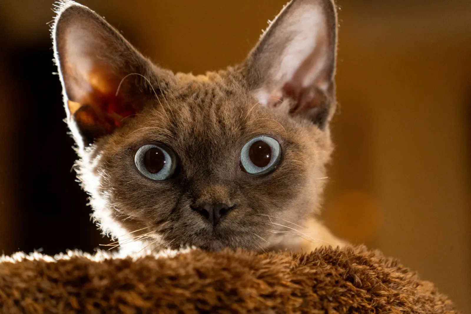 Devon Rex