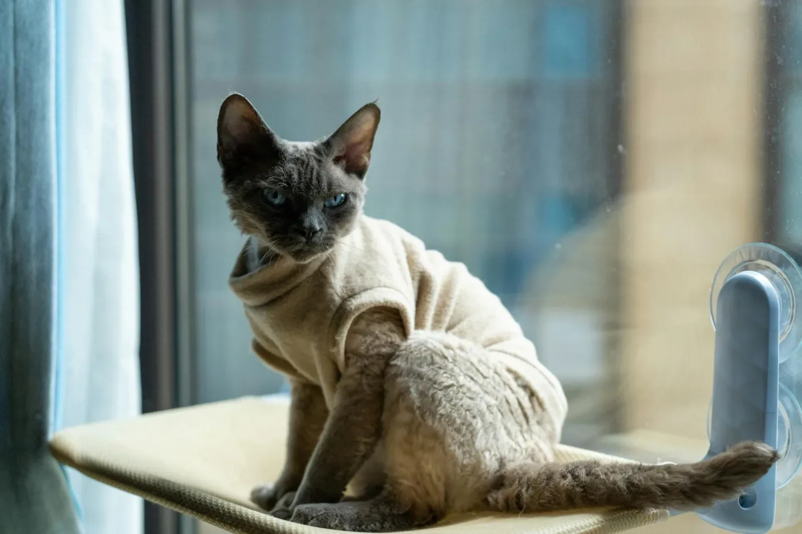 Devon Rex 10
