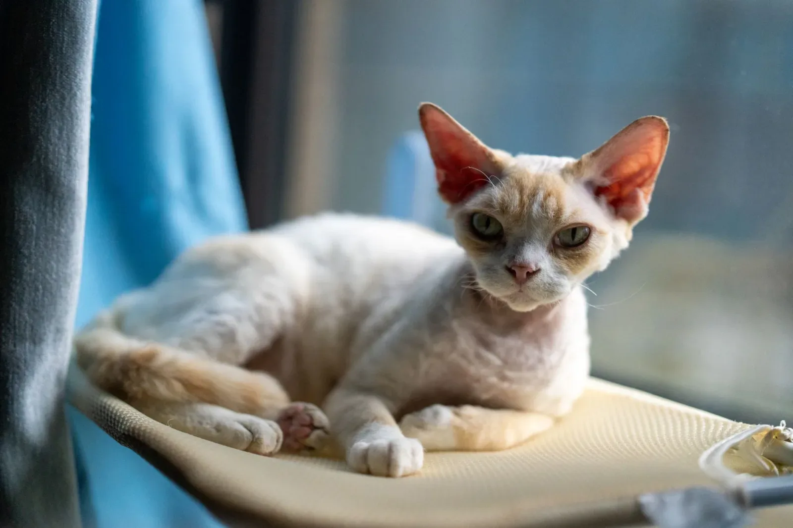 Devon Rex 6