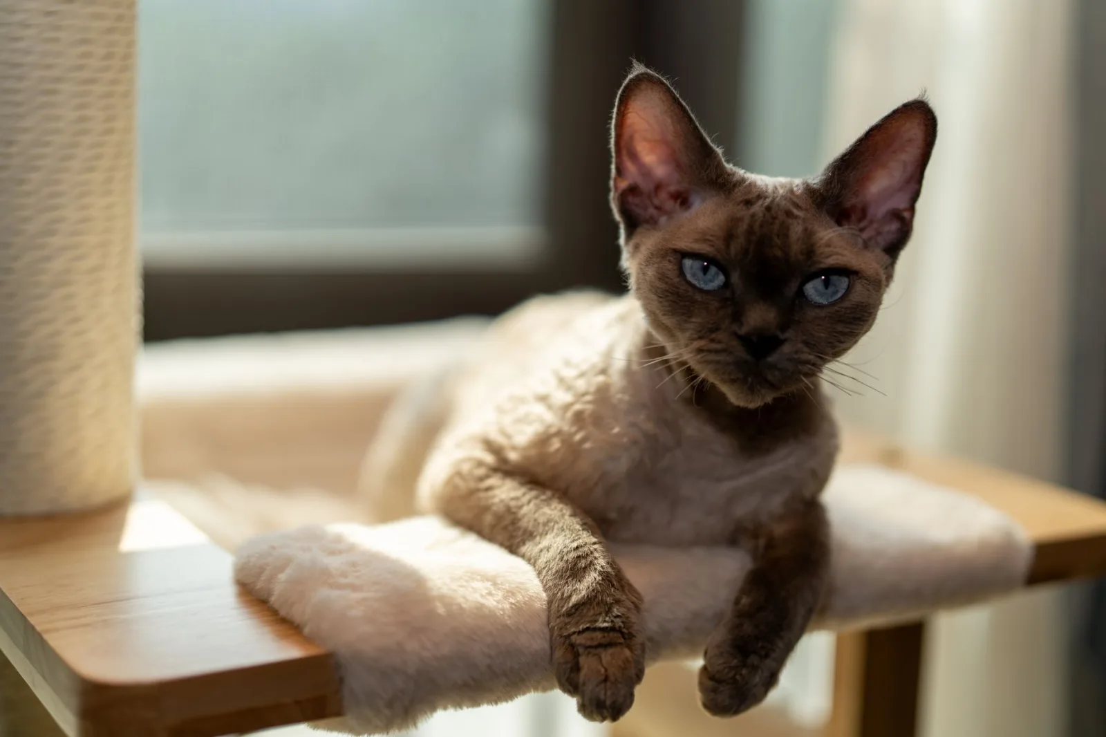 Devon Rex 8