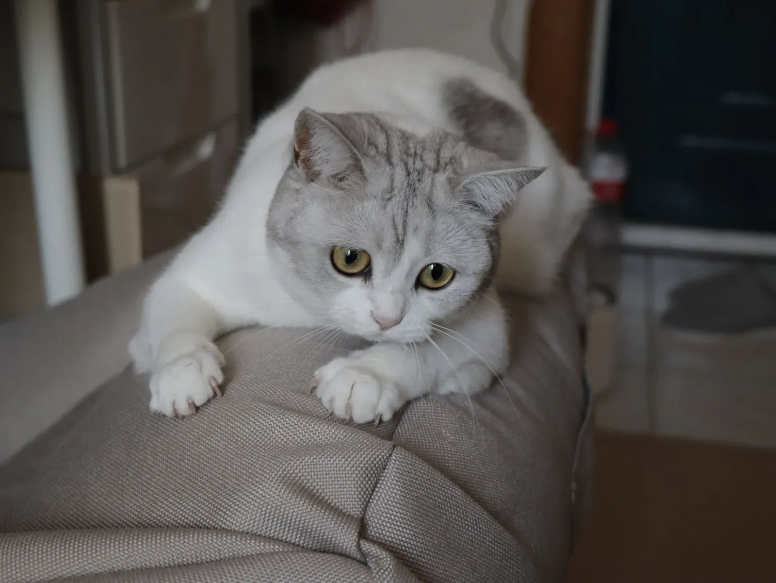 Exotic Shorthair 10