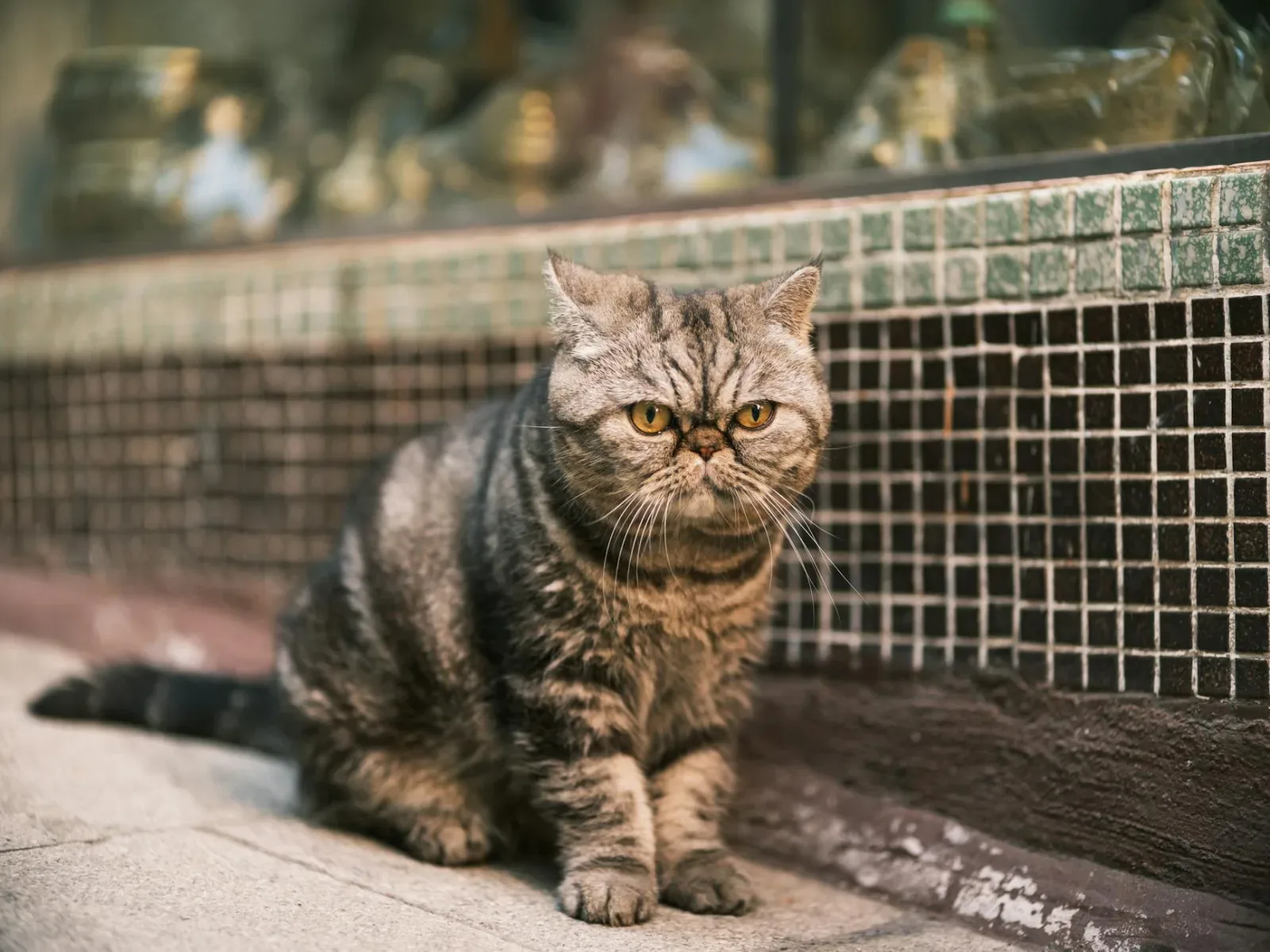 Exotic Shorthair 3