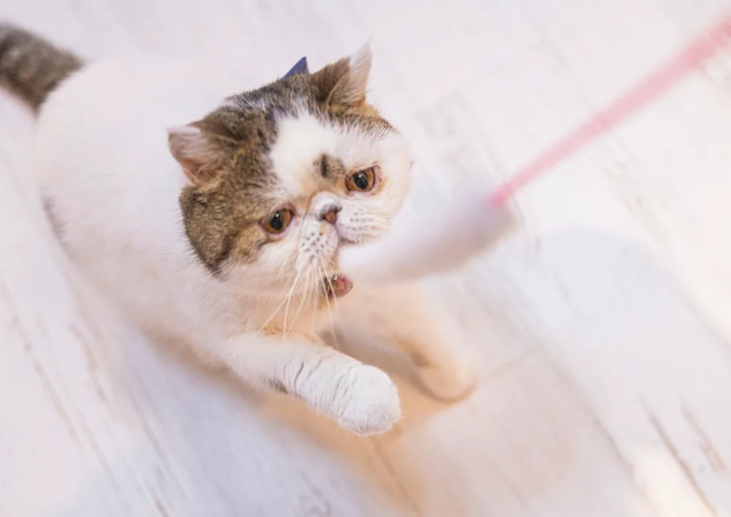Exotic Shorthair 4