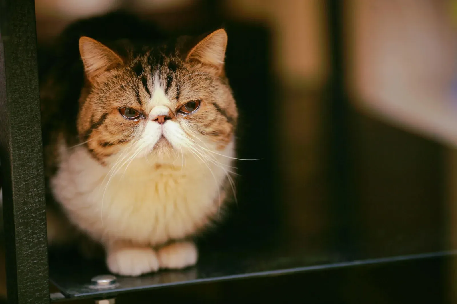 Exotic Shorthair 5