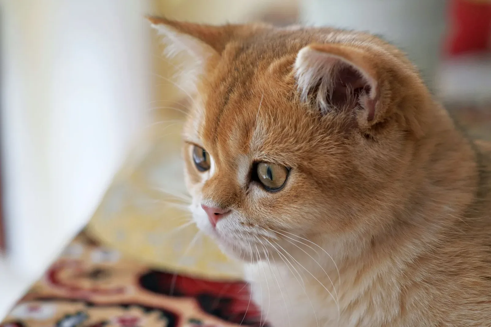 Exotic Shorthair 6