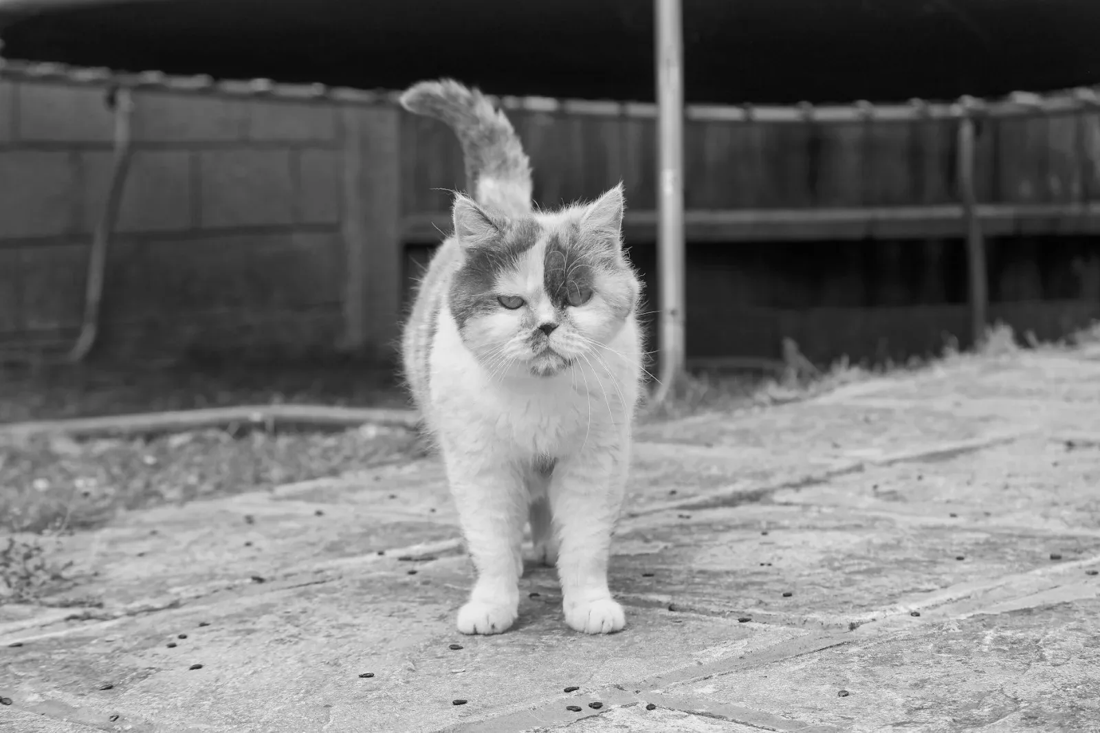 Exotic Shorthair 7