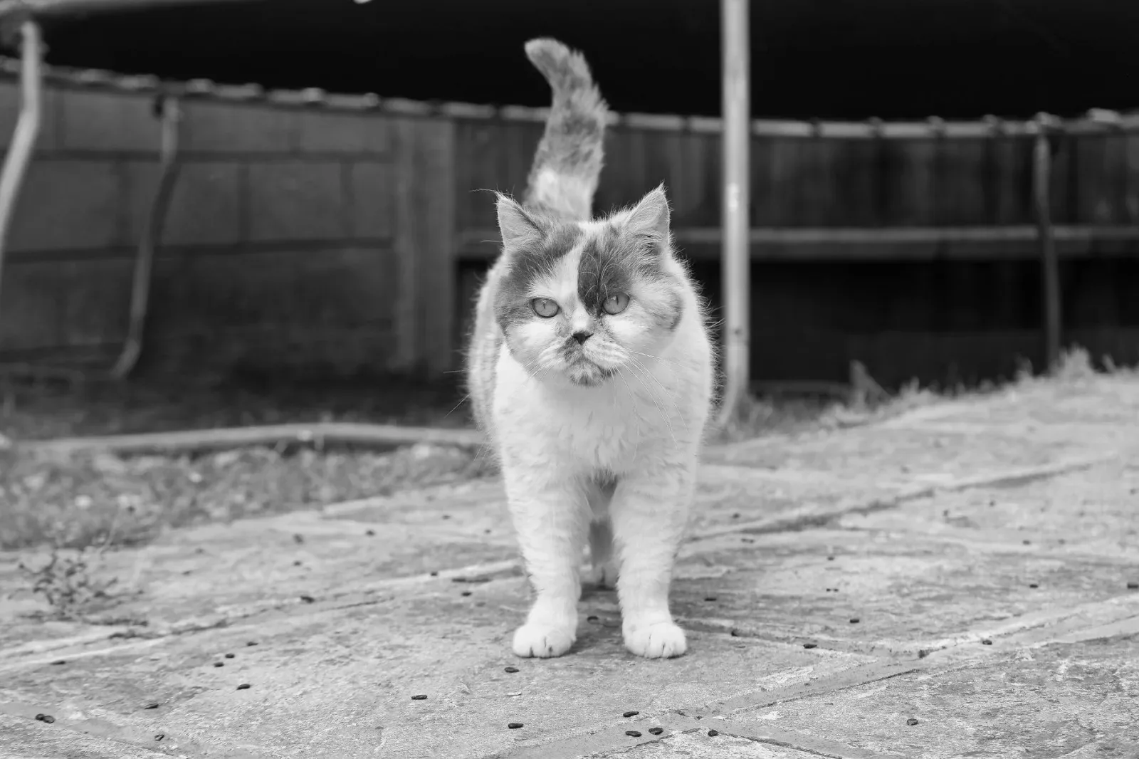 Exotic Shorthair 8
