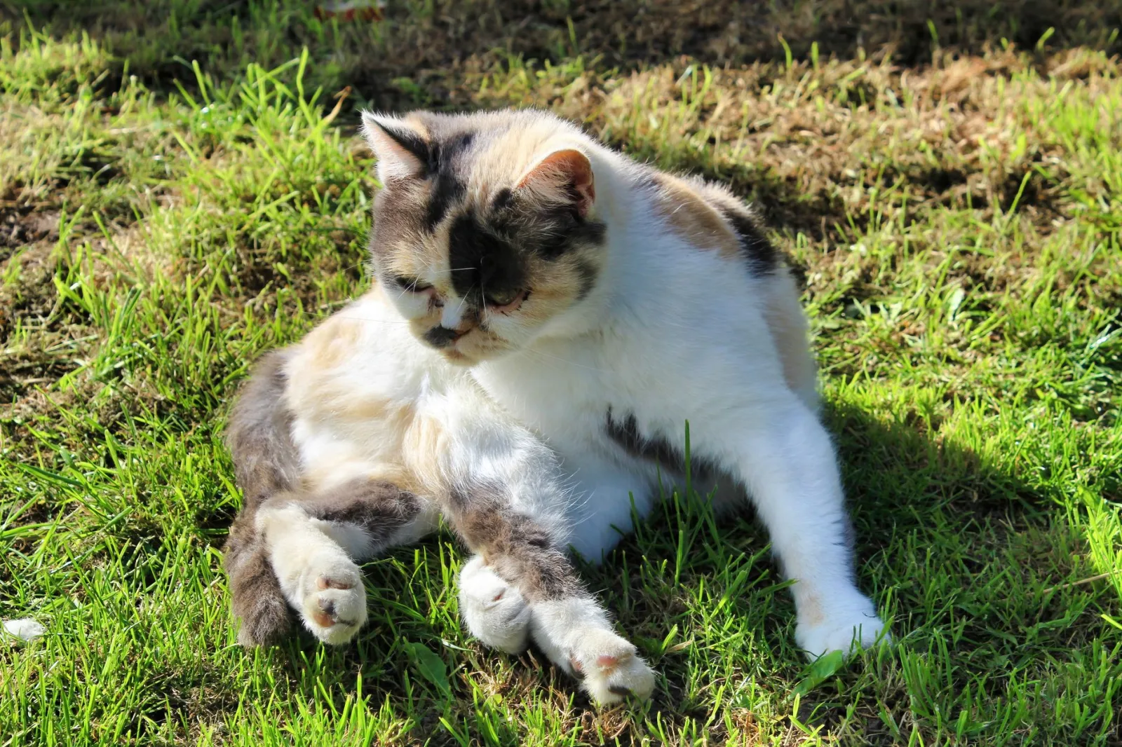 Exotic Shorthair 9