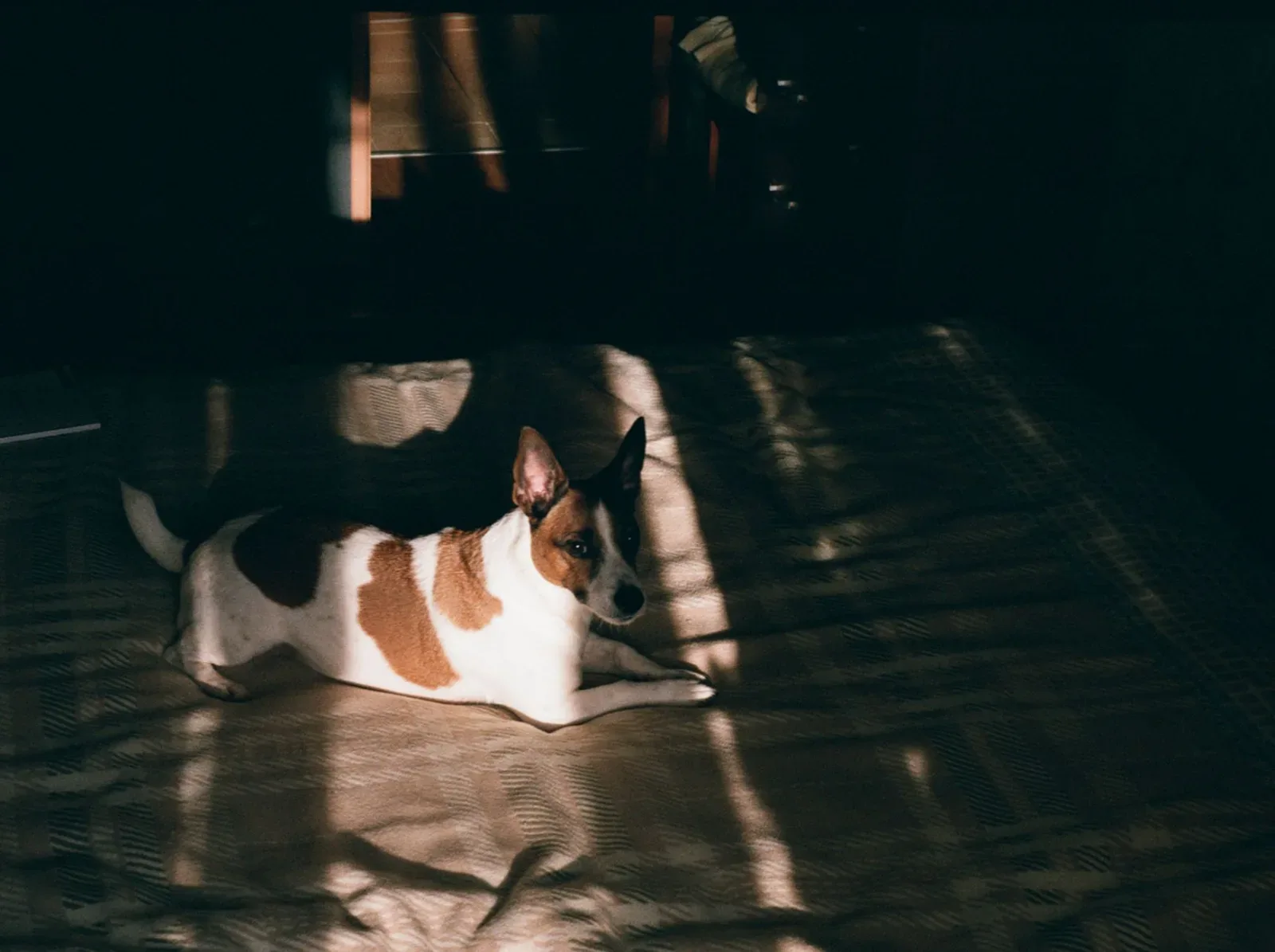 Basenji