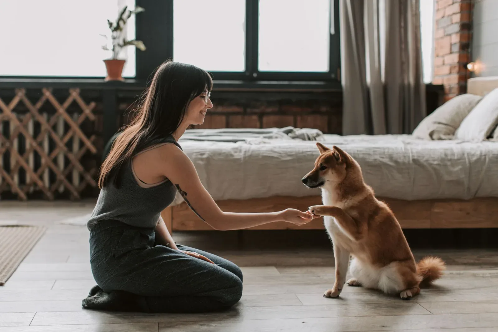 Basenji 10