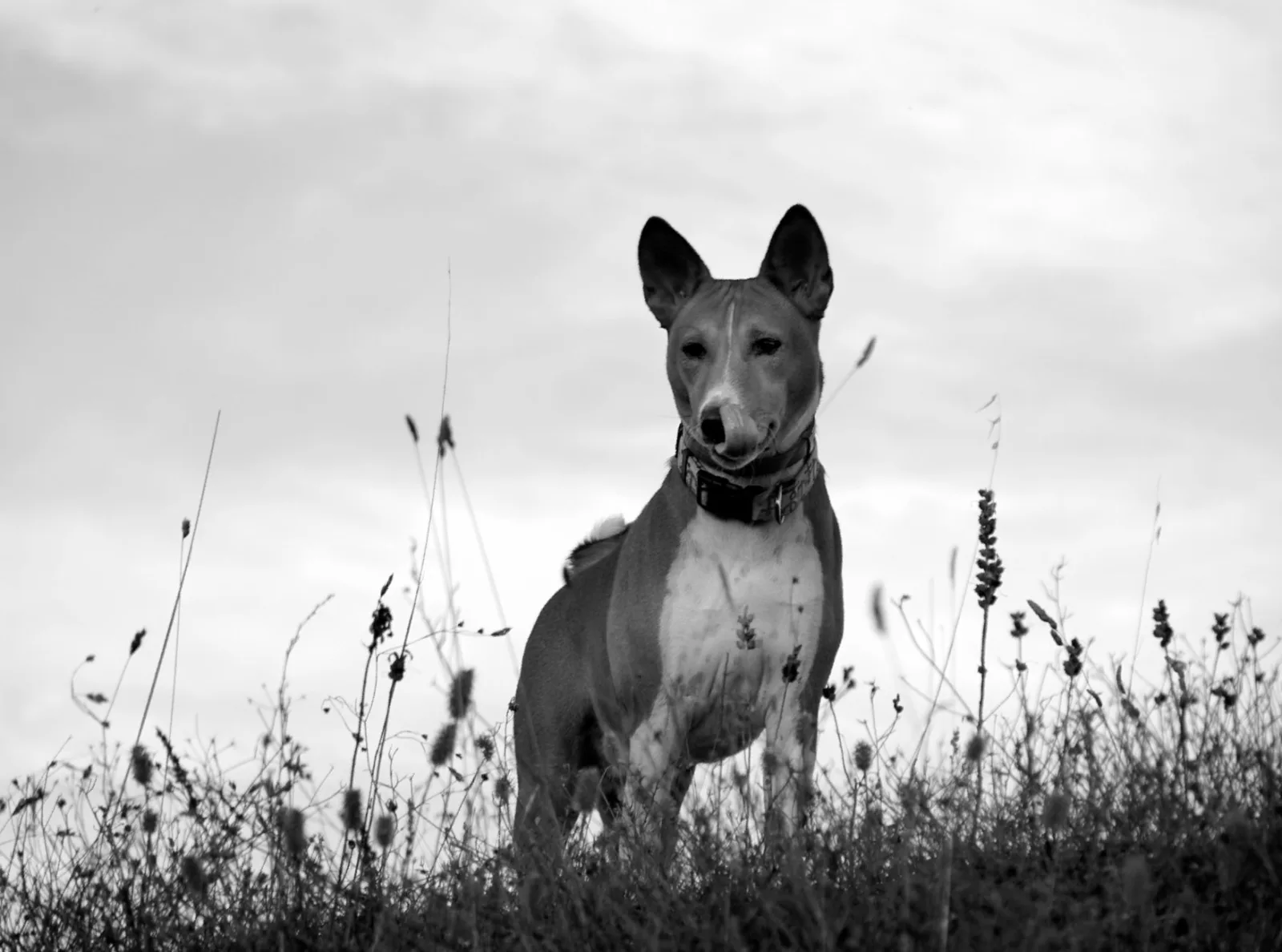 Basenji 2