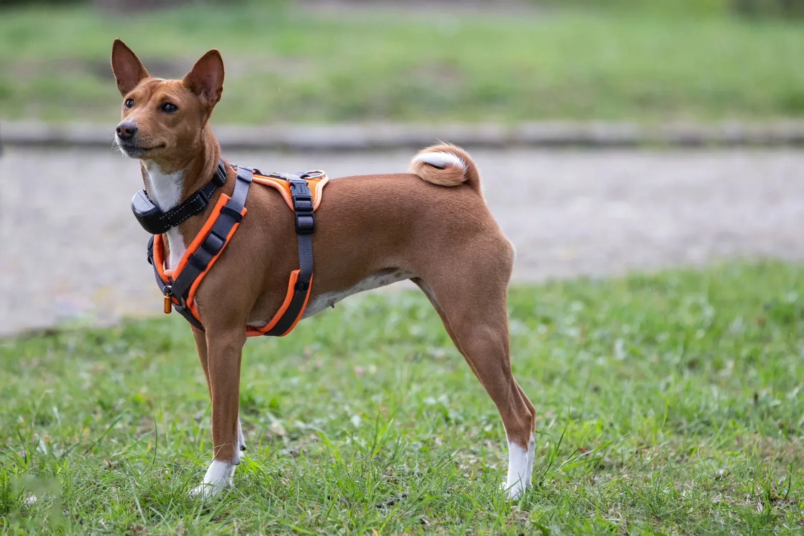 Basenji 3