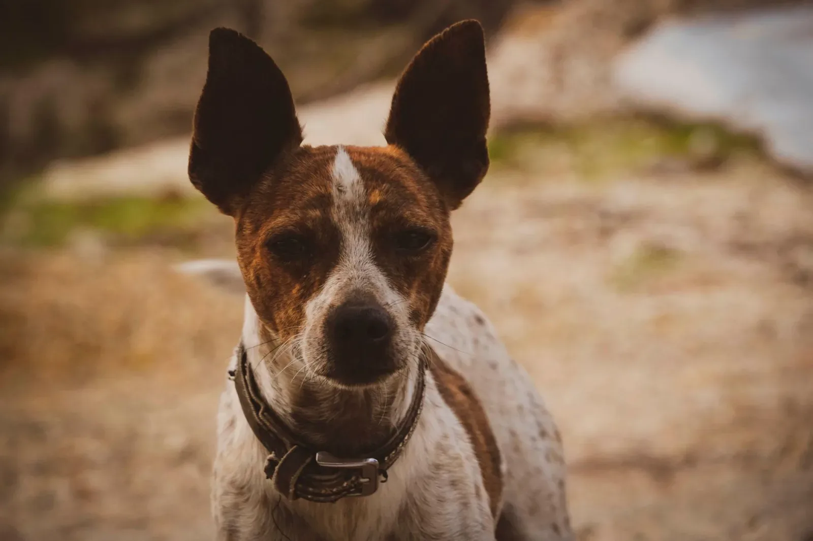 Basenji 4