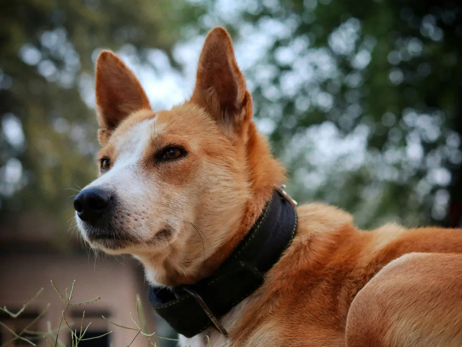 Basenji 5