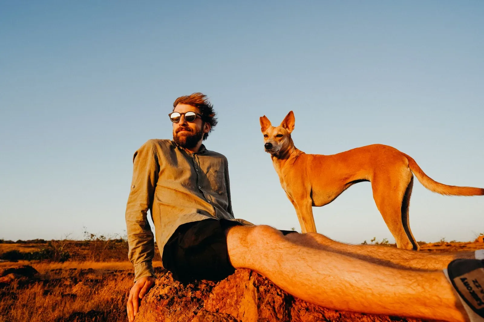 Basenji 6