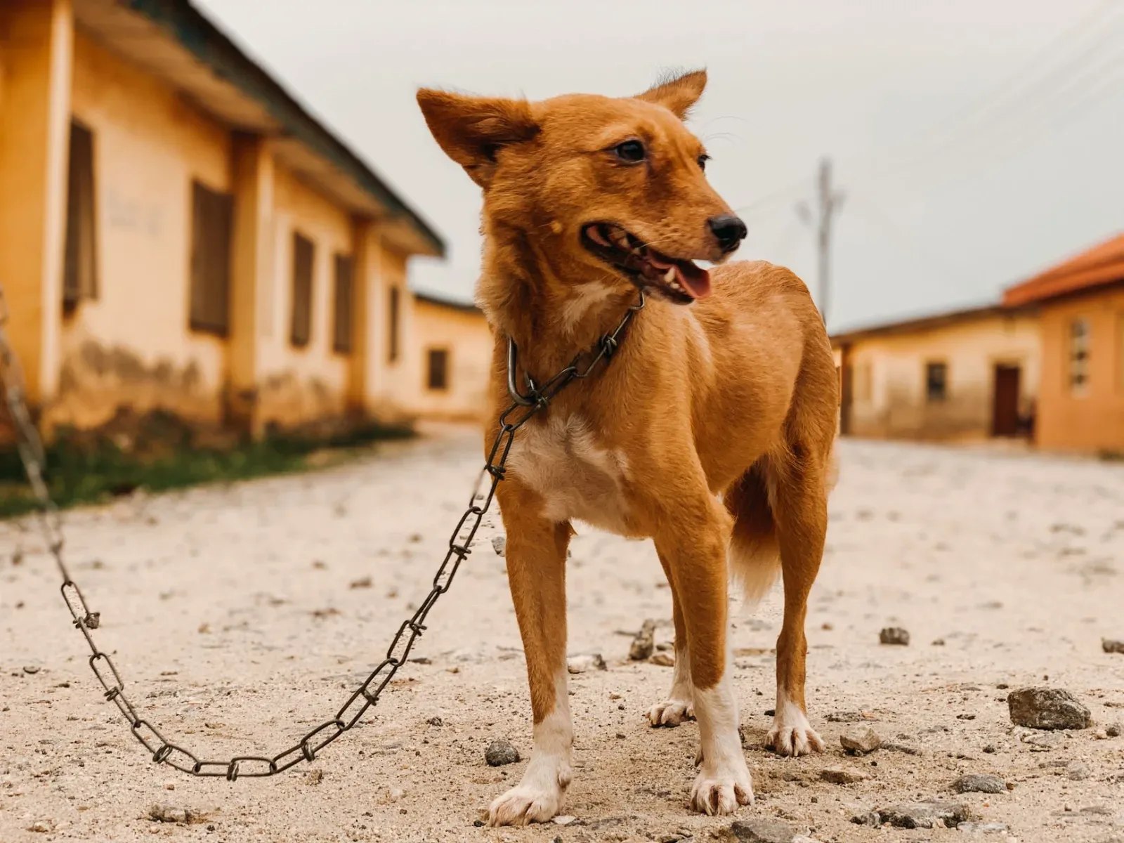 Basenji 7