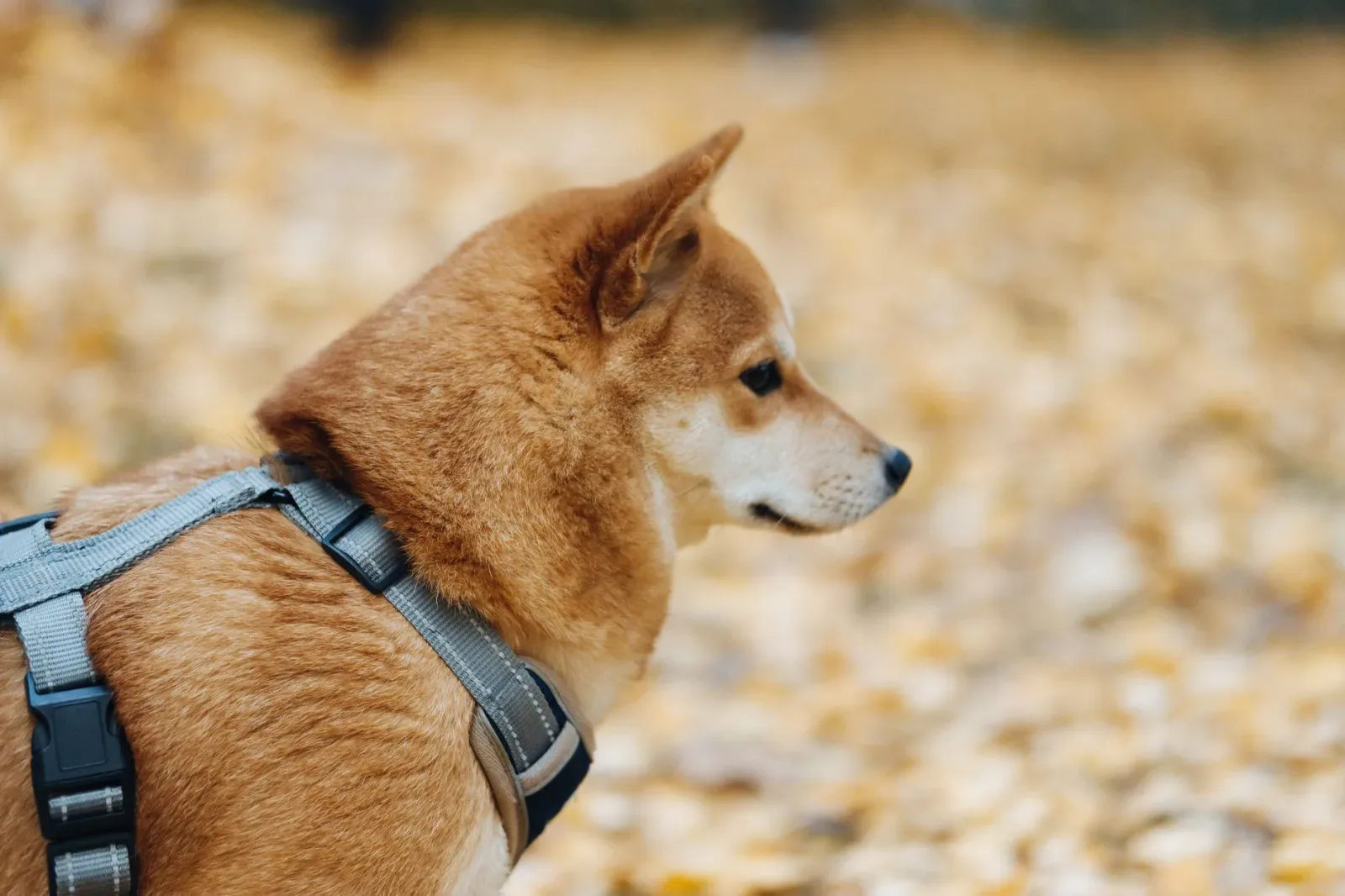 Basenji 8