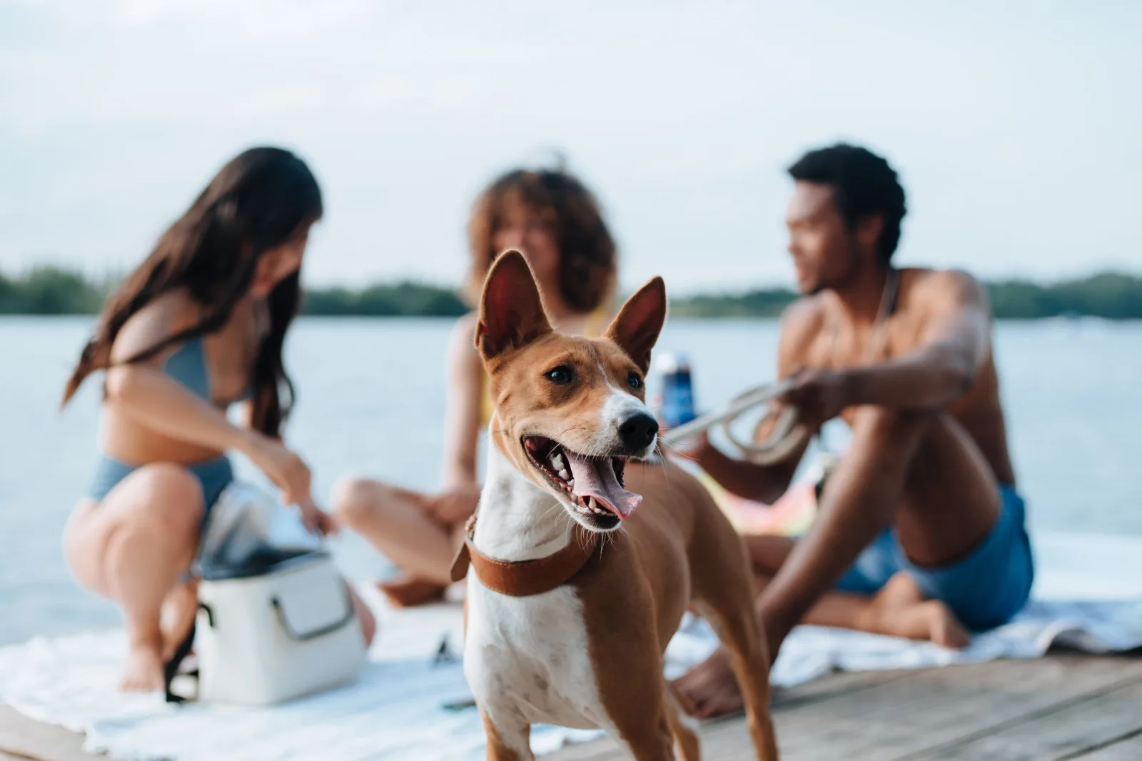 Basenji 9