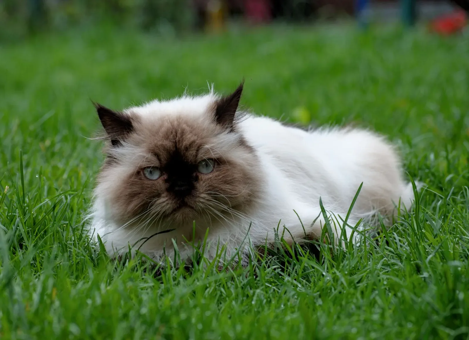 Himalayan 2