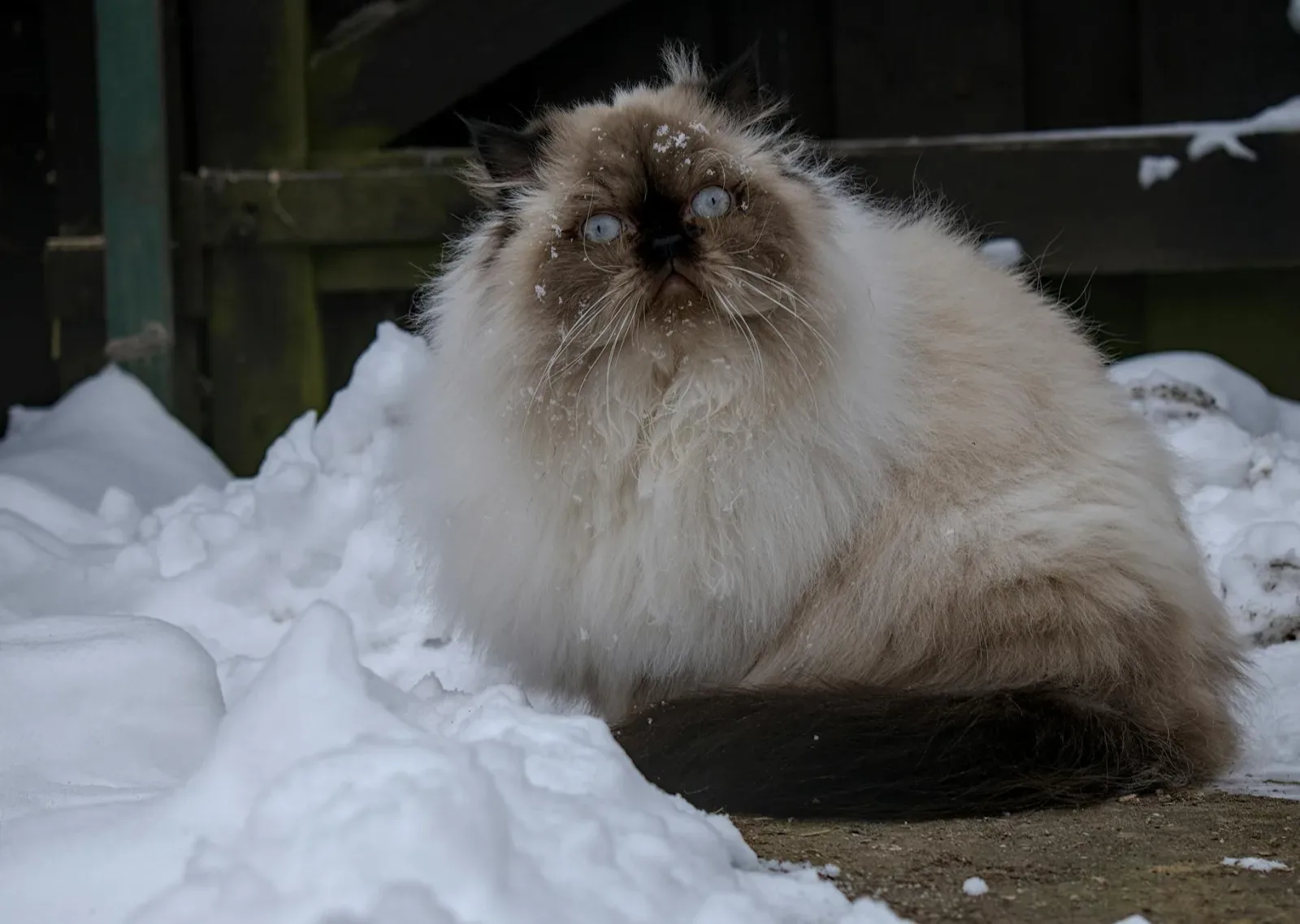 Himalayan