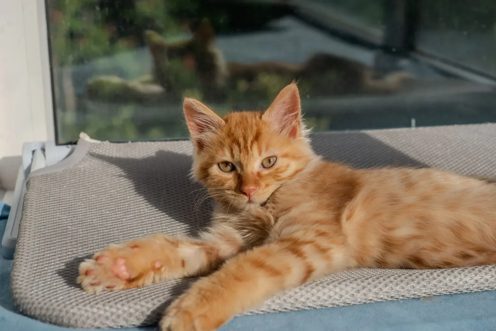 Maine Coon 1