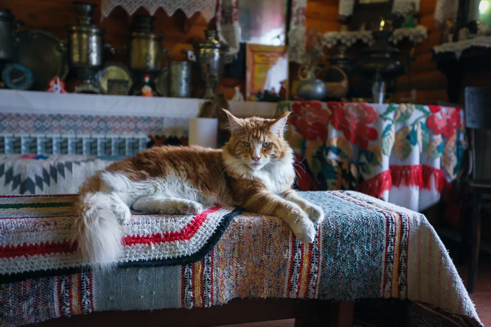 Maine Coon 10