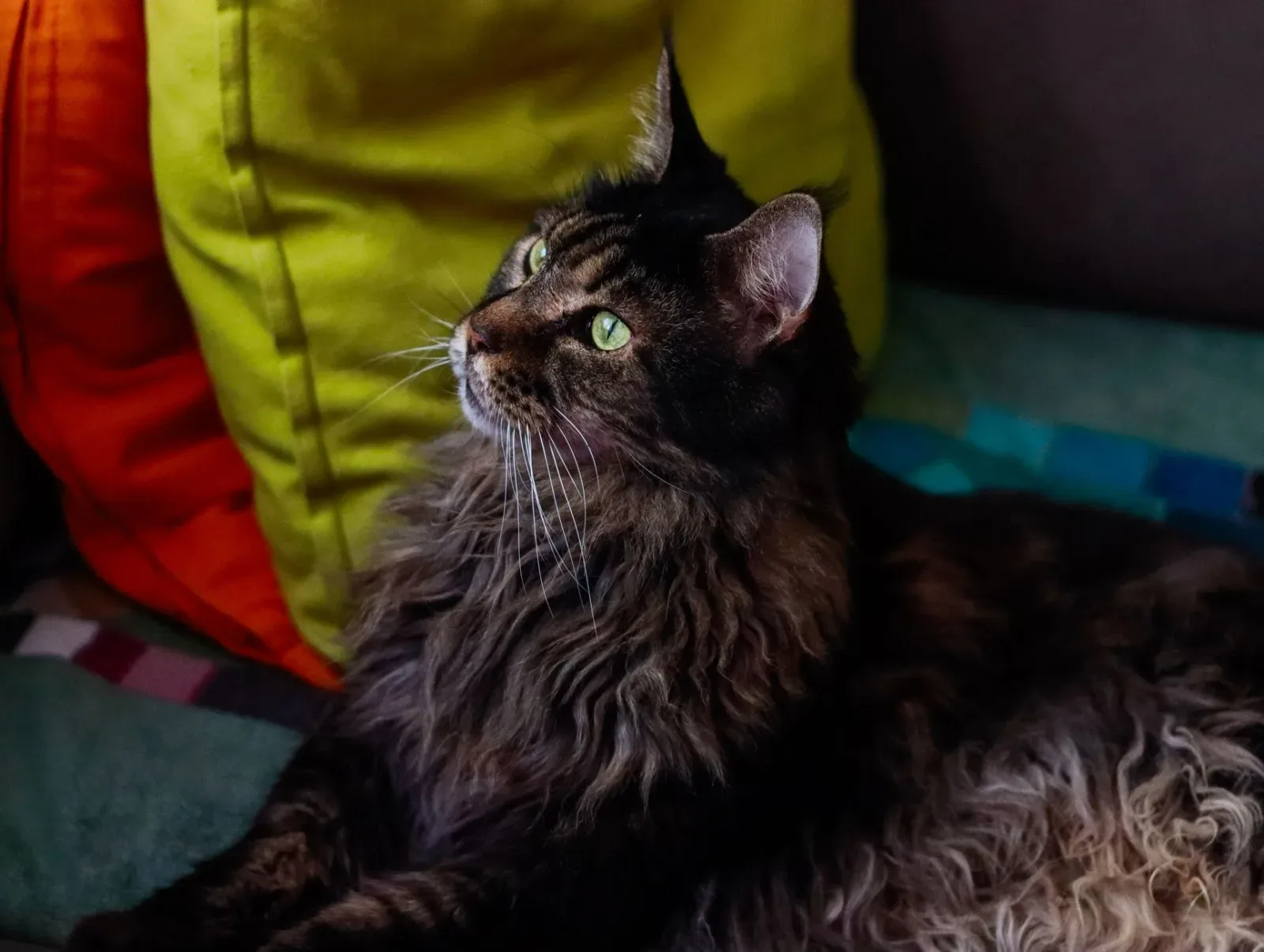 Maine Coon 2